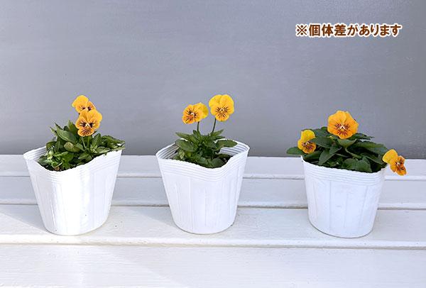 ビオラ:オレンジタイガーアイ3~3.5号ポット 6株セット
