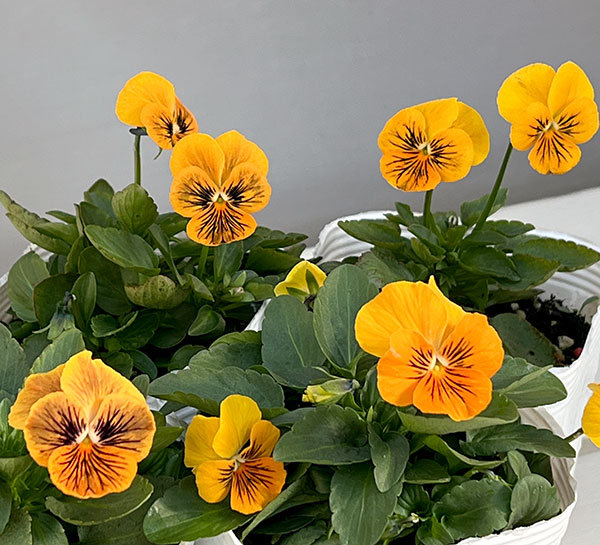 ビオラ:オレンジタイガーアイ3~3.5号ポット 6株セット