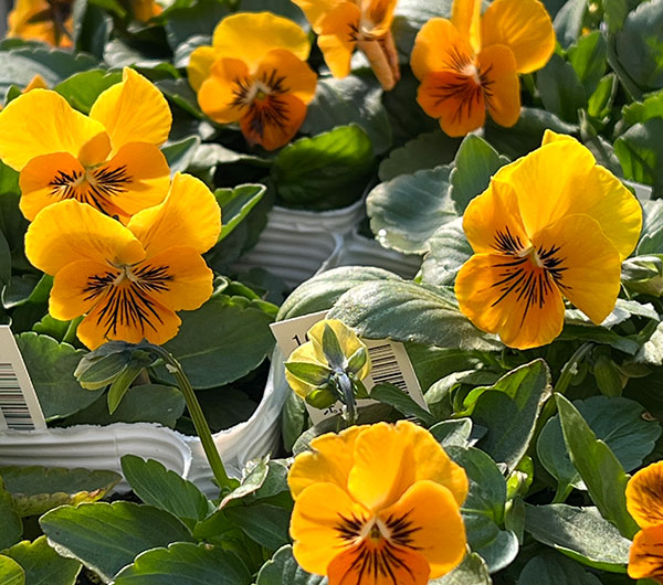 ビオラ:オレンジタイガーアイ3~3.5号ポット 6株セット