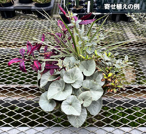 シクラメン(プラチナリーフ):アフロディーテ3号ポット