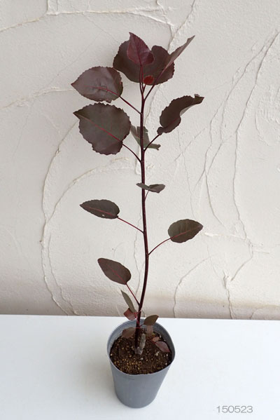 ポプラ:パープルタワー4号ポット