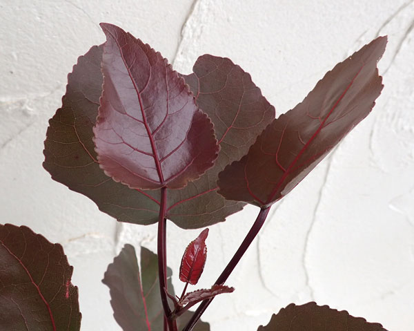 ポプラ:パープルタワー4号ポット