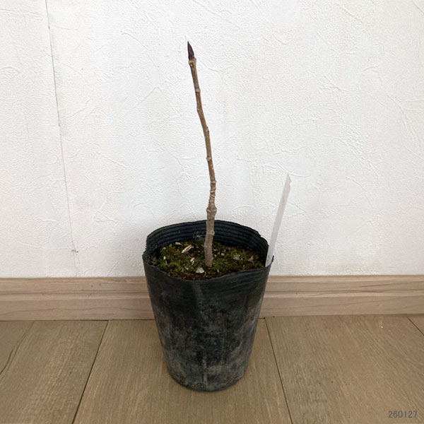 ポプラ：パープルタワー4号ポット