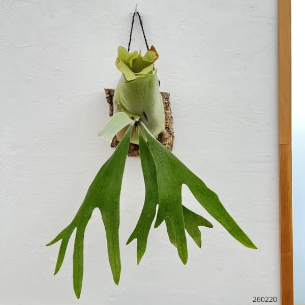 ビカクシダ（コウモリラン）：ネザーランド　コルク仕立て