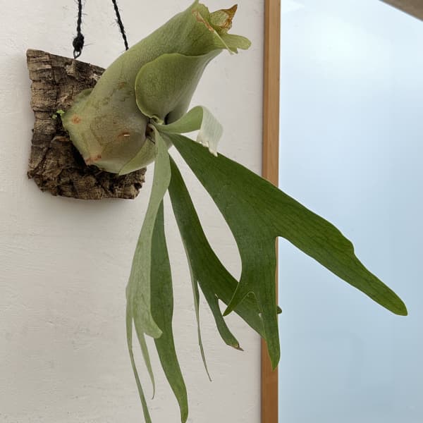 園芸ネット本店｜ビカクシダ（コウモリラン）：ネザーランド コルク