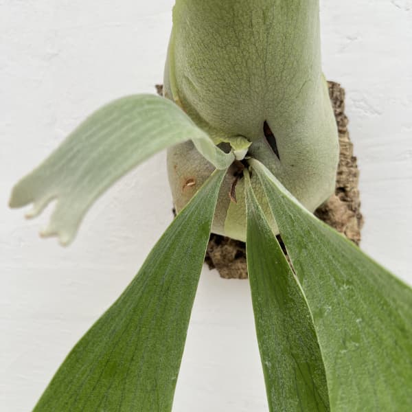 園芸ネット本店｜ビカクシダ（コウモリラン）：ネザーランド コルク