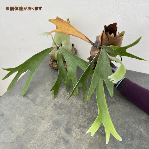 園芸ネット本店｜ビカクシダ（コウモリラン）：ネザーランド コルク