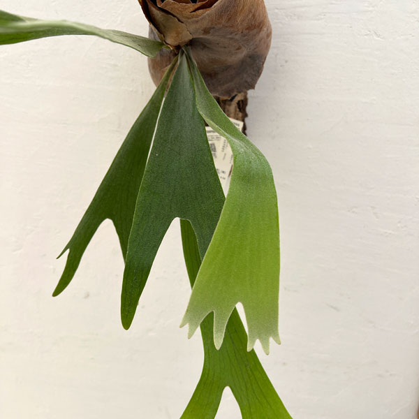 ビカクシダ（コウモリラン）：ネザーランド　コルク仕立て