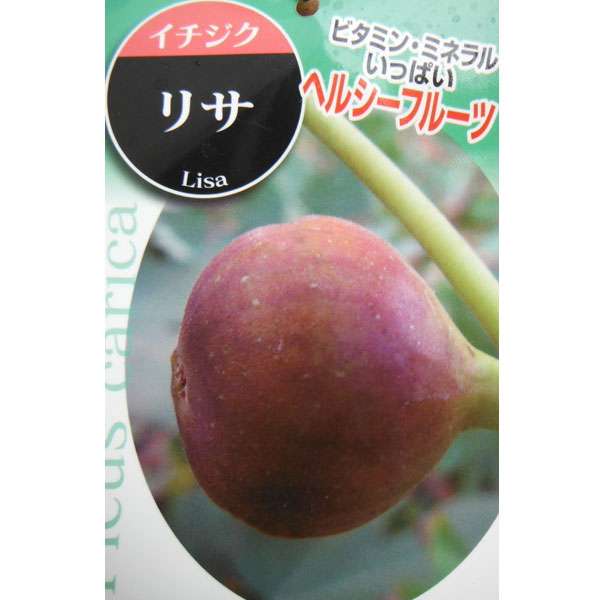 イチジク：リサ4-5号ポット