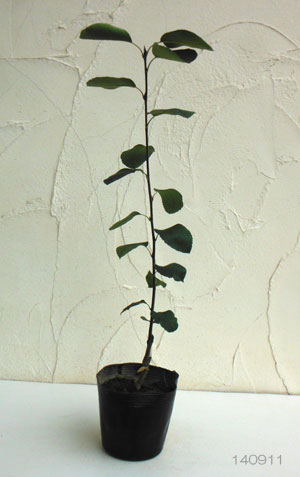 ジューンベリー：プリンスウィリアム4.5号ポット