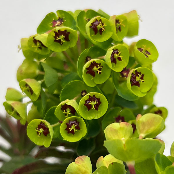 ユーフォルビア:マーチニー5号鉢植え