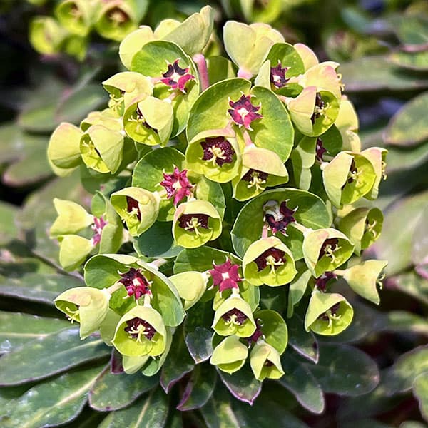 ユーフォルビア:マーチニー5号鉢植え