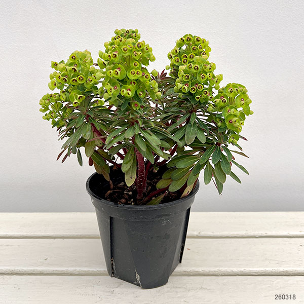 ユーフォルビア:マーチニー5号鉢植え