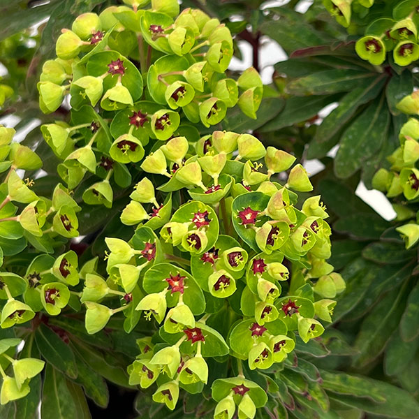 ユーフォルビア:マーチニー5号鉢植え