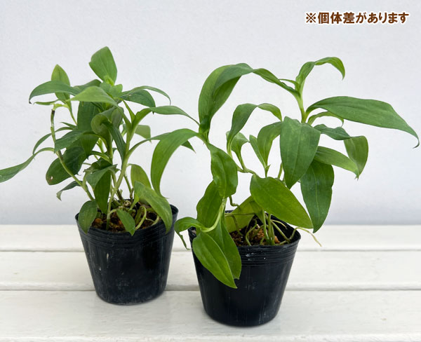 ホトトギス：大虹3号ポット