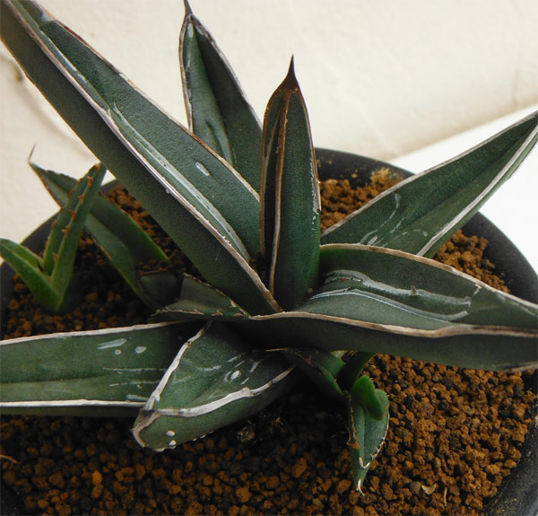 アガベ：ニッケルシー笹吹雪　3号鉢植え