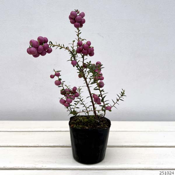 ペルネッティア（真珠の木）：大実ハッピーベリーピンク3号ポット