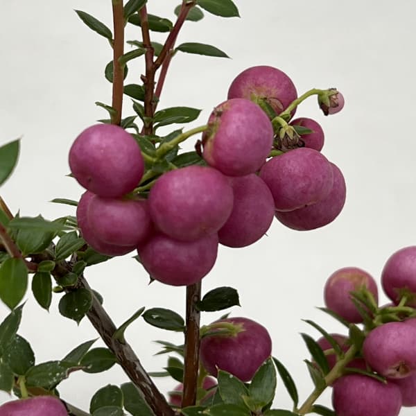 ペルネッティア（真珠の木）：大実ハッピーベリーピンク3号ポット