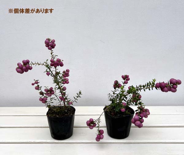 ペルネッティア（真珠の木）：大実ハッピーベリーピンク3号ポット