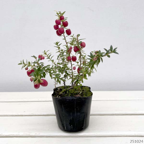 ペルネッティア(真珠の木):大実ハッピーベリーレッド3号ポット