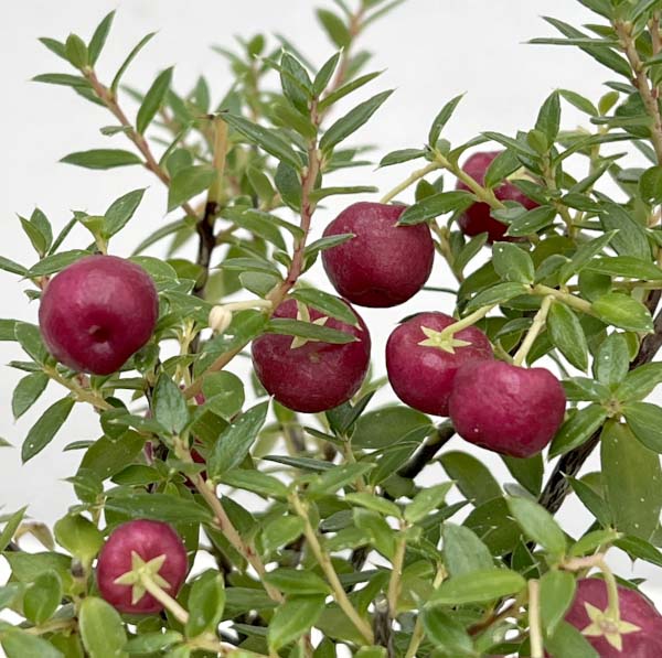 ペルネッティア(真珠の木):大実ハッピーベリーレッド3号ポット