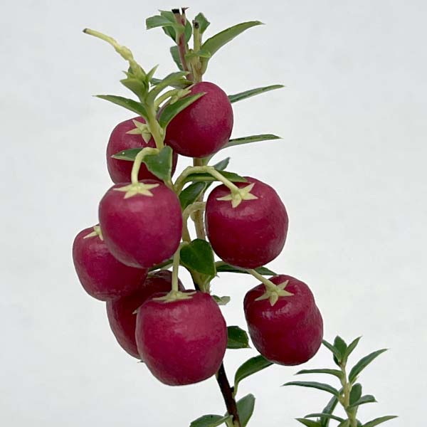 ペルネッティア(真珠の木):大実ハッピーベリーレッド3号ポット