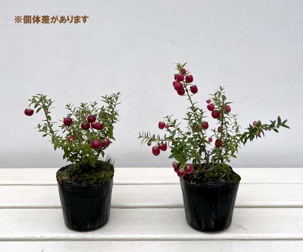 ペルネッティア(真珠の木):大実ハッピーベリーレッド3号ポット