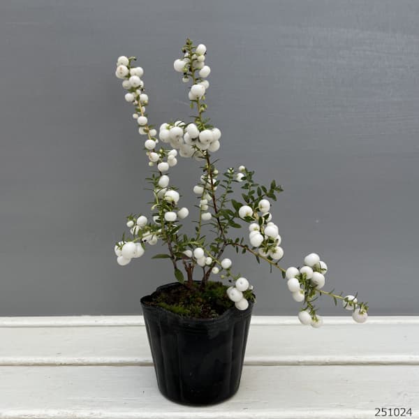 ペルネッティア（真珠の木）：大実ハッピーベリーホワイト3号ポット