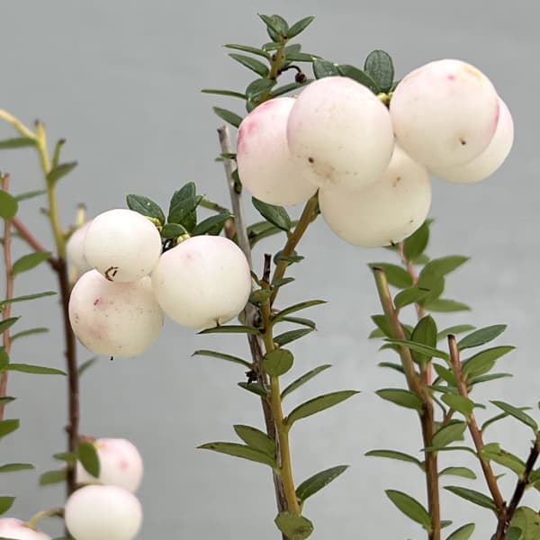 ペルネッティア（真珠の木）：大実ハッピーベリーホワイト3号ポット