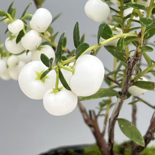 ペルネッティア（真珠の木）：大実ハッピーベリーホワイト3号ポット