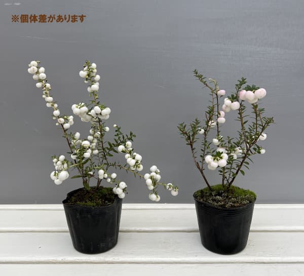 ペルネッティア（真珠の木）：大実ハッピーベリーホワイト3号ポット