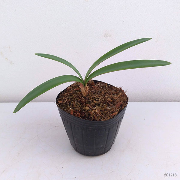 ネリネ　白覆輪斑入り　ダイヤモンドリリー　4号鉢つき　激レア❗　モンステラ 現品販売】モンステラ 斑入り 4号 プラスチック鉢 – inakougei