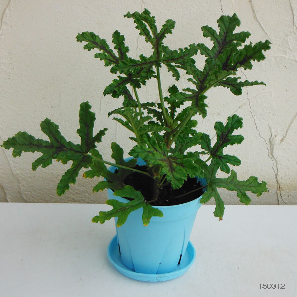 園芸ネット本店｜フレグランスペラルゴニウム4号ポット10種セット の