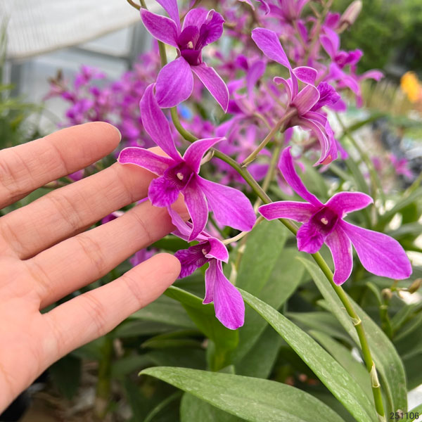 ガーデニング蘭：デンドロビウム　ワインドレス4～5号鉢植え