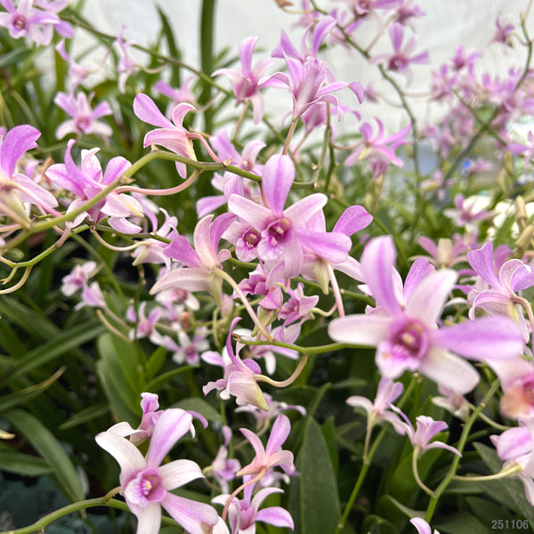 ガーデニング蘭：デンドロビウム　ワインハーモニー4～5号鉢植え