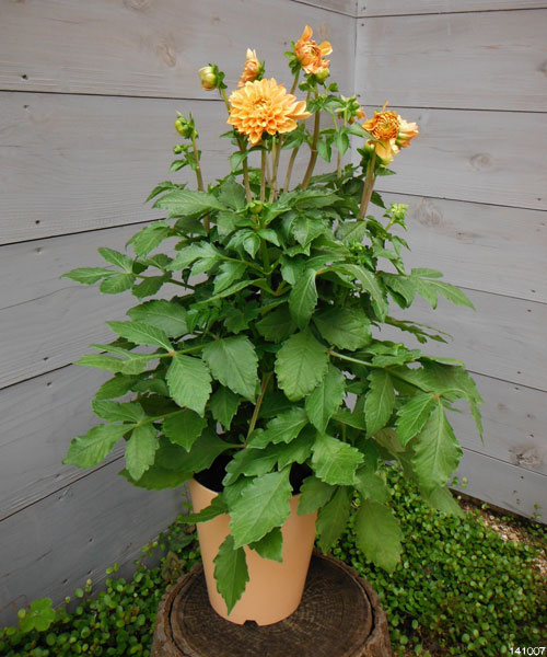 ダリア:ダリーニャマキシ ロメロ(オレンジ系)5号鉢植え