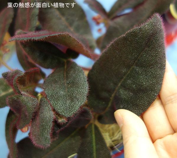 ビロードヤブコウジ：ルビーブライト4号陶器鉢植え