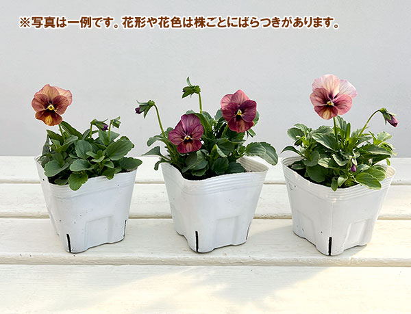 ビオラ:なごみももか しんしん3-3.5号ポット 8株セット