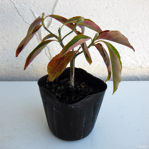 ハナミズキ：アルバプレナ2.5号ポット