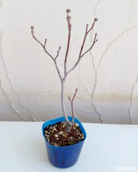 ハナミズキ：アルバプレナ2.5号ポット