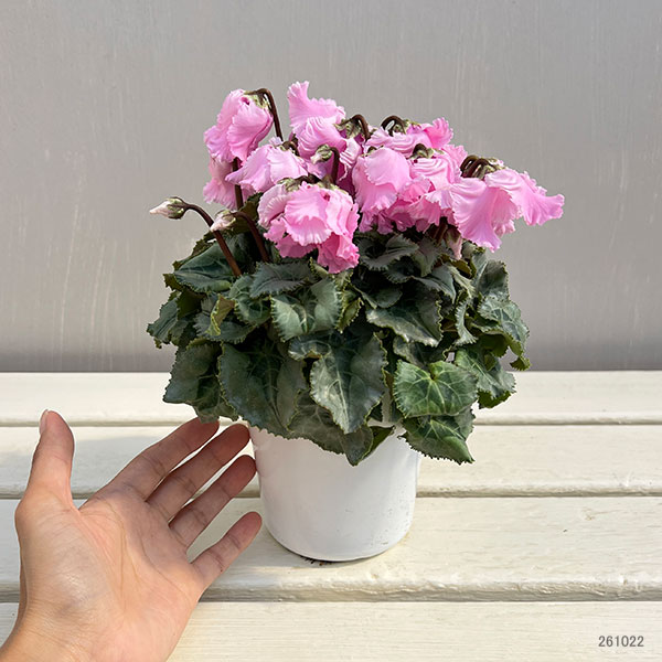 シクラメン：ファルバラローズ4号鉢植え