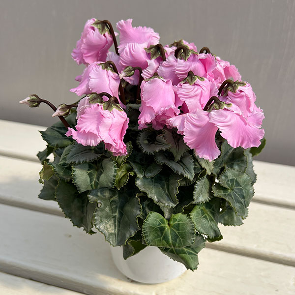 シクラメン：ファルバラローズ4号鉢植え