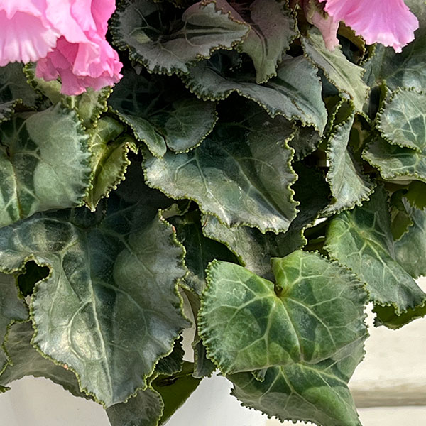 シクラメン：ファルバラローズ4号鉢植え