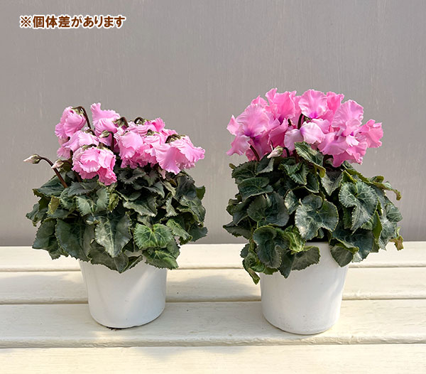 シクラメン：ファルバラローズ4号鉢植え