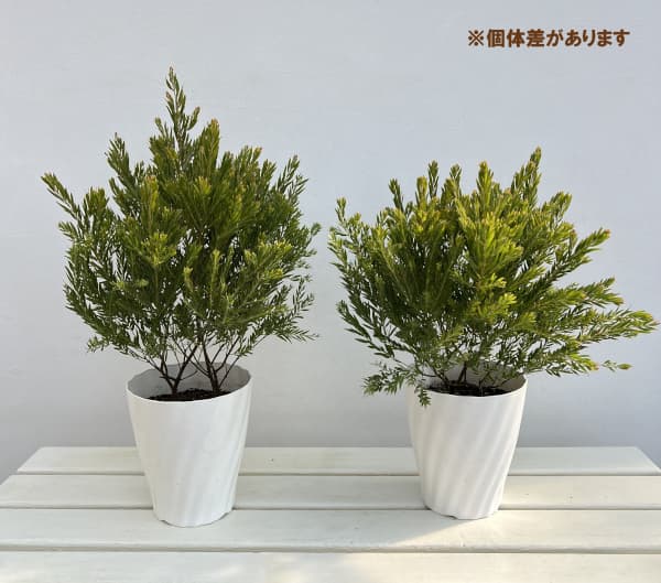 アカシア：テレサ5号鉢植え