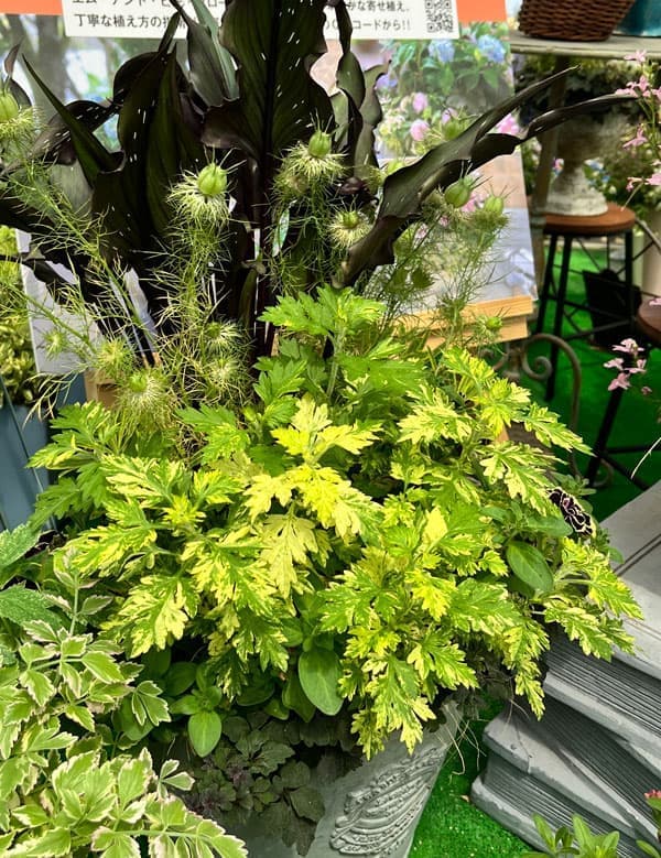 園芸ネット本店｜斑入りヨモギ（アルテミシア・バリエガータ）3号