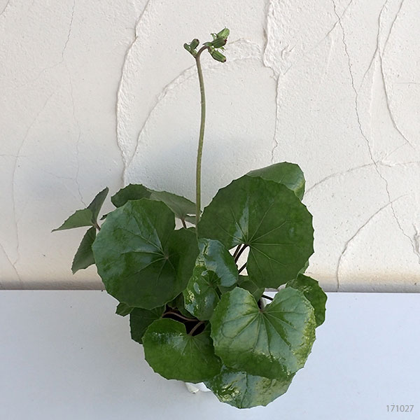 ツワブキ：八重咲つわぶき5号鉢植え