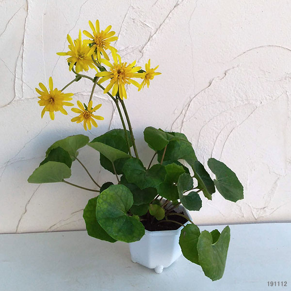 ツワブキ：八重咲つわぶき5号鉢植え