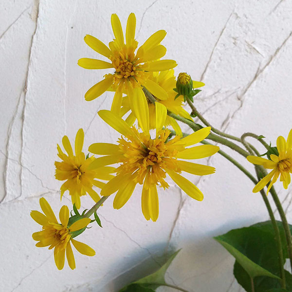 ツワブキ：八重咲つわぶき5号鉢植え