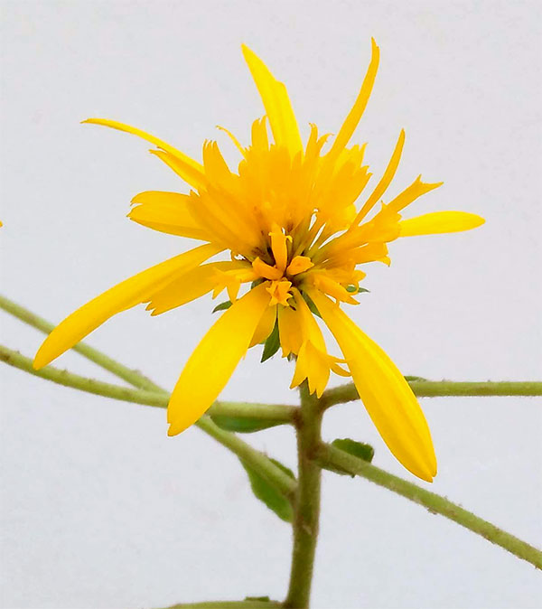 ツワブキ：八重咲つわぶき5号鉢植え